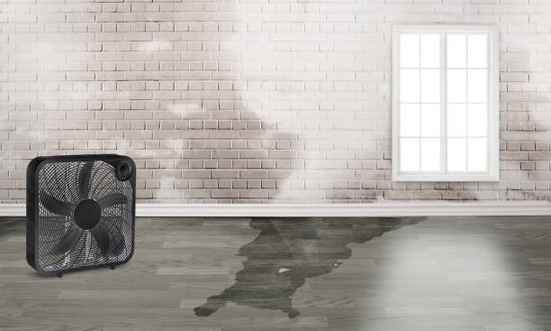 Best Flood damage cleanup  in Hackettstown, NJ